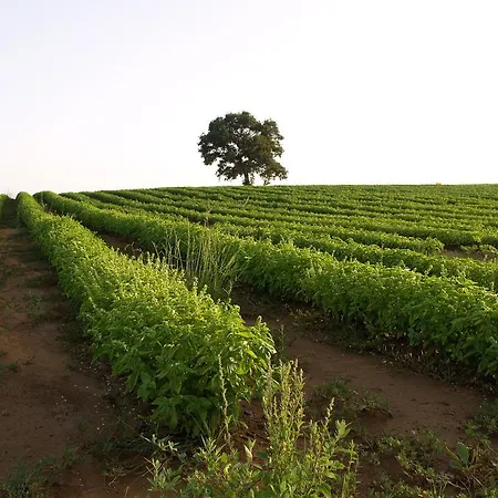 Laselva ألبينيا